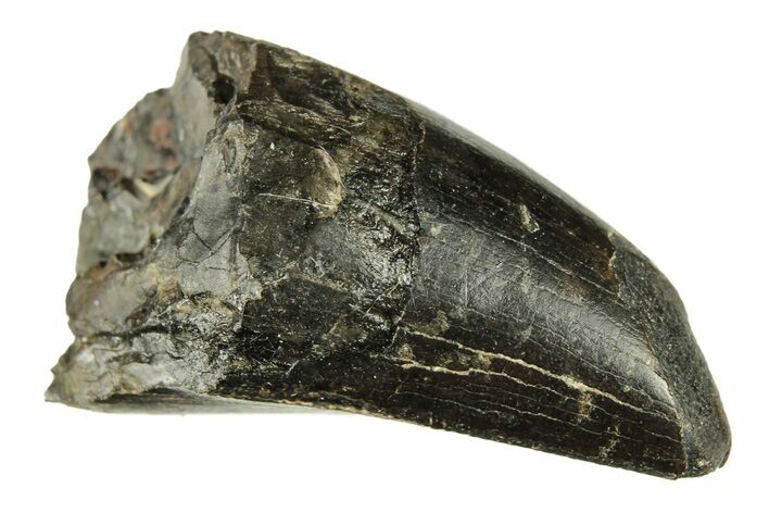 Fossil Tyrannosaur Tooth - Two Medicine Formation #265797